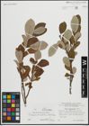 Foto von Salix appendiculata Vill. x Salix helvetica Vill.
